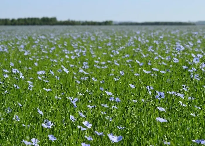 Holiday home Ferme Du Lin : Angelin Gueschart
